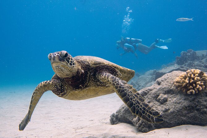 Scuba Dive at Electric Beach - Key points at a glance