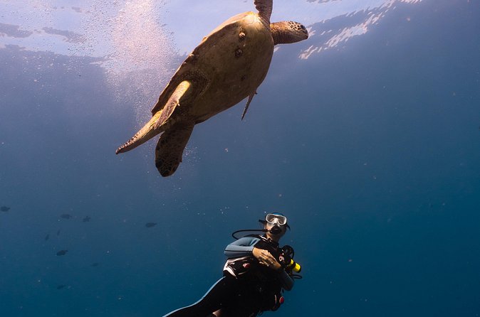 Scuba Dive at Electric Beach - Who will enjoy this experience most?