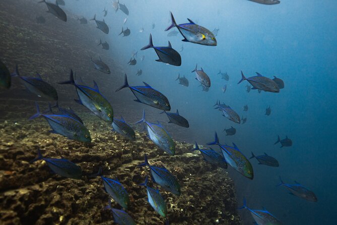 Scuba Dive at Ni’ihau (Forbidden island) - Nick and Jessie keep the group relaxed