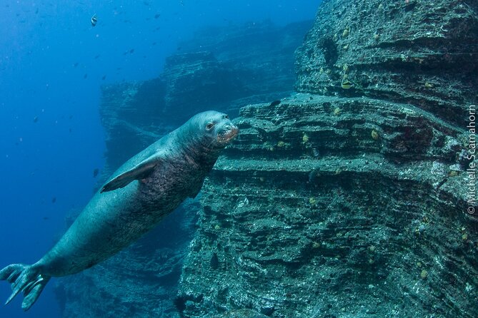 Scuba Dive at Ni’ihau (Forbidden island) - Is $655 a fair price?