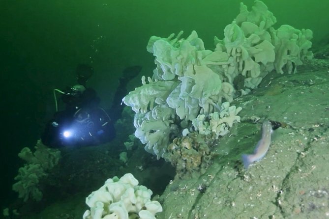 Scuba Dive Boat Charter in Vancouver (Certified Divers Only!) - Key points before you book