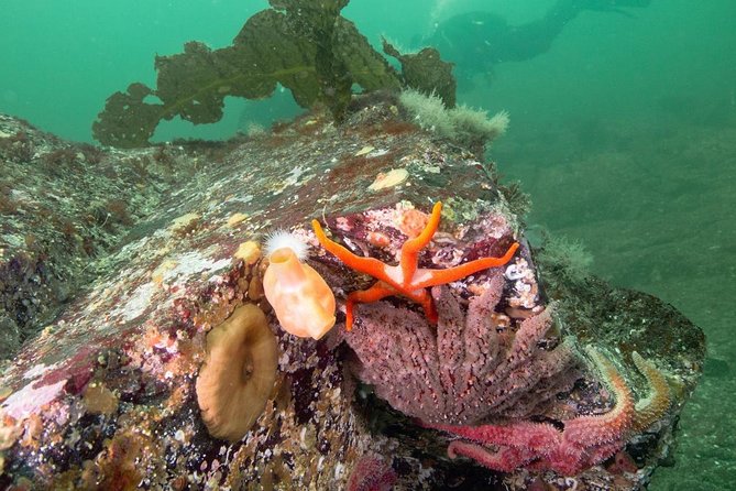 Scuba Dive Boat Charter in Vancouver (Certified Divers Only!) - What you may see below the surface