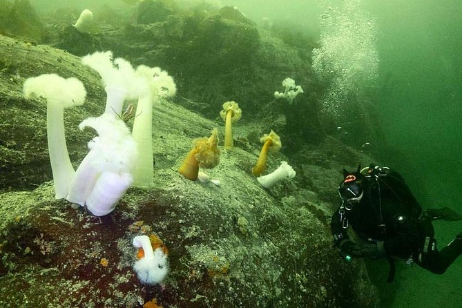 Scuba Dive Boat Charter in Vancouver (Certified Divers Only!) - Two sessions, one very full morning