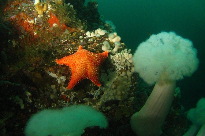 Scuba Dive Boat Charter in Vancouver (Certified Divers Only!) - Starting at 9:00 am in Horseshoe Bay