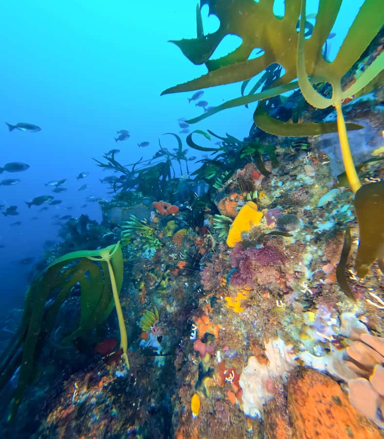 Scuba Dive in Cape Town: 2 Dives for certified divers - Why Simon’s Town is the right starting point