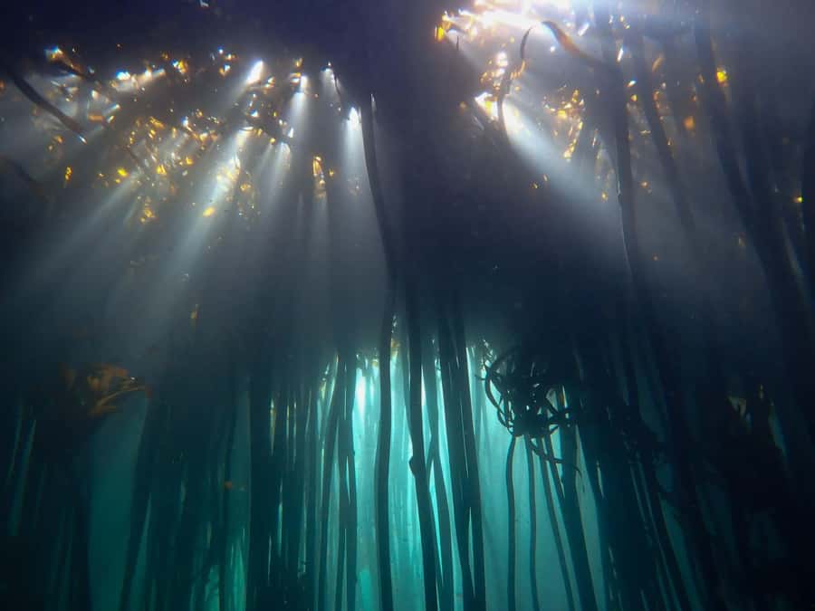 Scuba Dive in Cape Town: 2 Dives for certified divers - First stop: reefs or a historical shipwreck