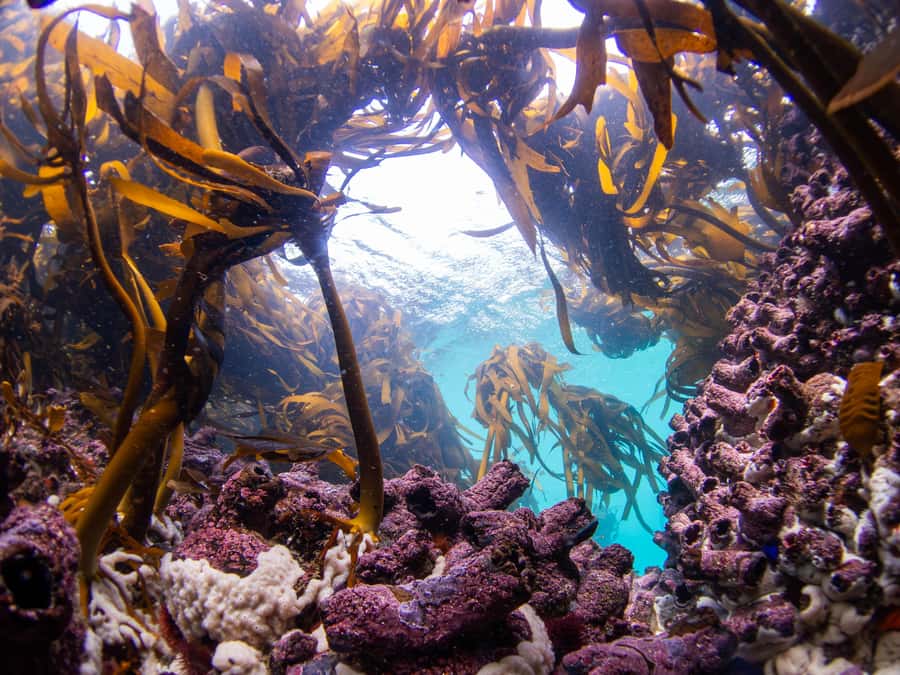 Scuba Dive in Cape Town: 2 Dives for certified divers - The surface break with hot chocolate and snacks
