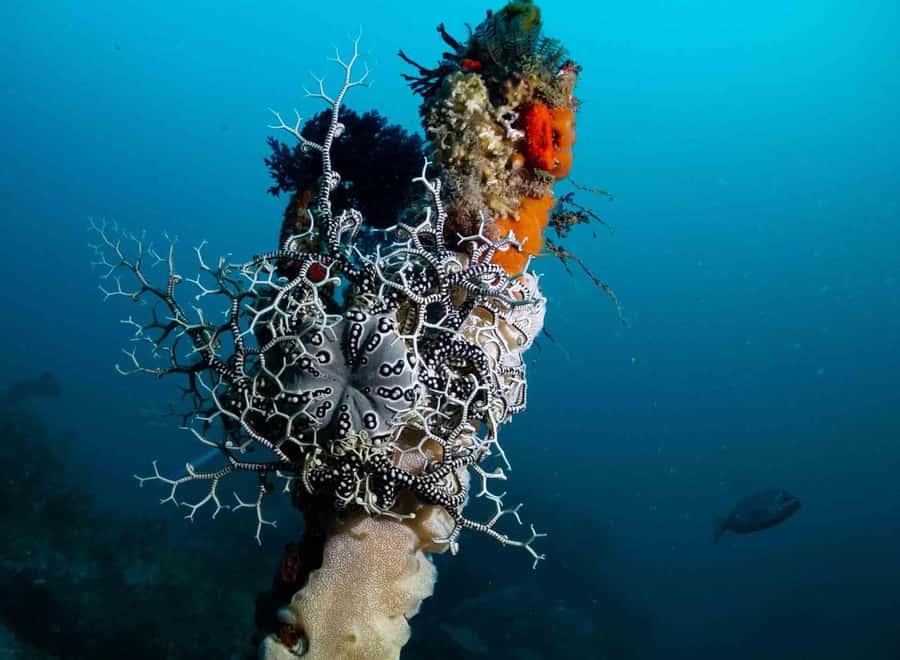 Scuba Dive in Cape Town: 2 Dives for certified divers - Conditions can change the route
