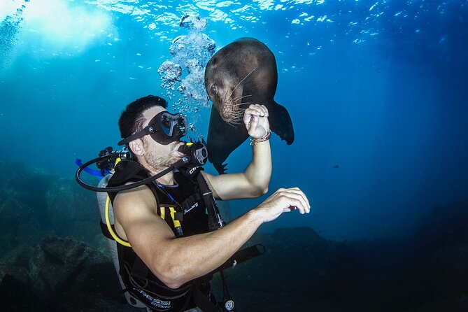 Scuba Dive in La Paz: Sea Lions, Turtles, Fish Schools and Wrecks - Leaving La Paz at 8:30 for the open water