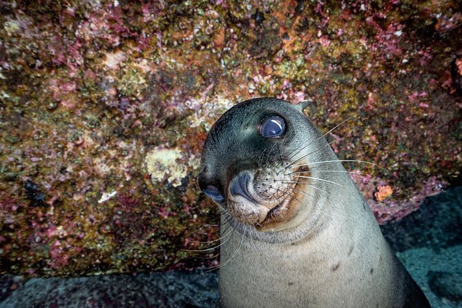 Scuba Dive in La Paz: Sea Lions, Turtles, Fish Schools and Wrecks - Wrecks and rocky reefs give the day variety