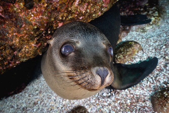 Scuba Dive in La Paz: Sea Lions, Turtles, Fish Schools and Wrecks - A beach lunch adds a welcome pause