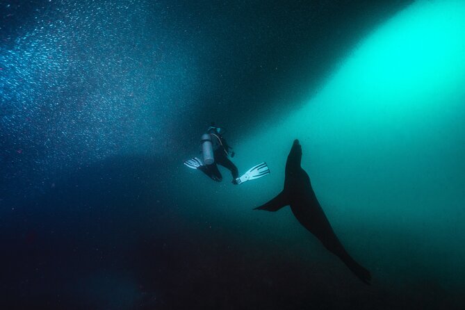 Scuba Dive in La Paz: Sea Lions, Turtles, Fish Schools and Wrecks - What the $226.40 price really covers