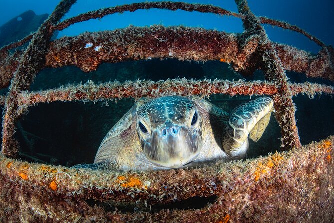 Scuba Dive in La Paz: Sea Lions, Turtles, Fish Schools and Wrecks - Timing, weather, and cancellation details