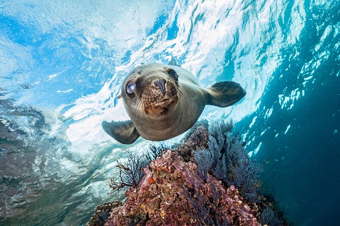 Scuba Dive in La Paz: Sea Lions, Turtles, Fish Schools and Wrecks - Sea lions, turtles, and schools of fish