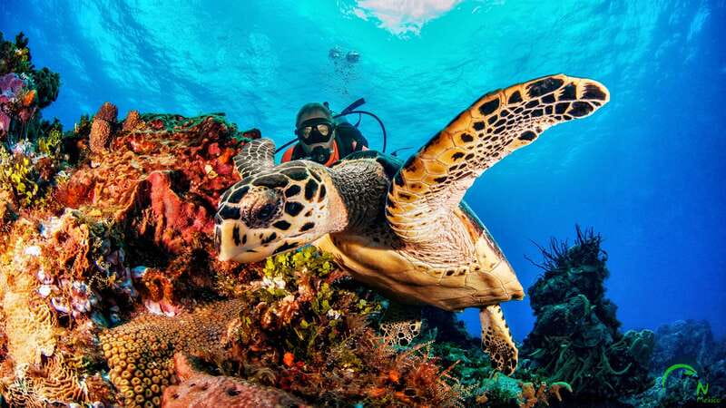Scuba Dive in Playa del Carmen - 2 Dives (Certified divers) - What kind of Playa del Carmen outing is this?