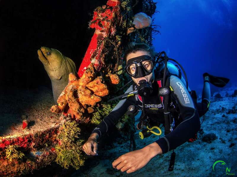 Scuba Dive in Playa del Carmen - 2 Dives (Certified divers) - Should you book the two reef sessions?