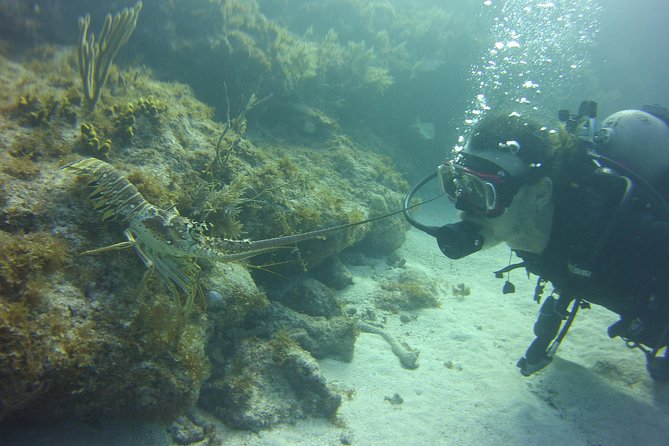 SCUBA Dive Key Largo Reef (min 6 divers) - A reef trip built around time underwater