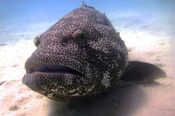 Scuba Dive Ningaloo Reef - Key points to know before you book
