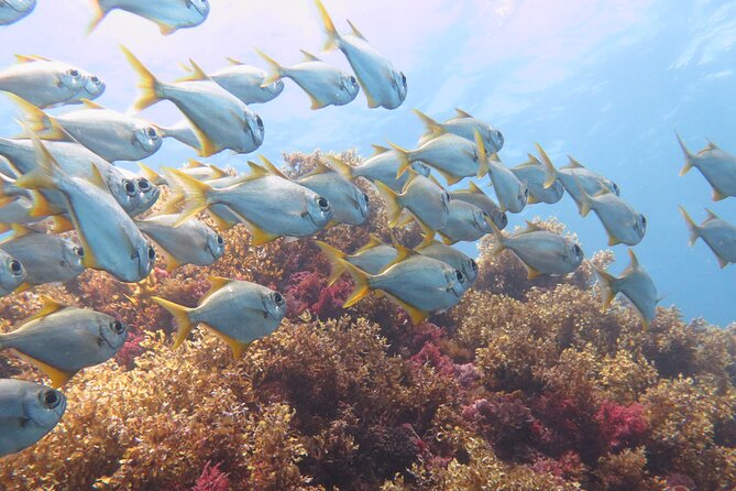 Scuba Dive The Beautiful Rottnest Island for Certified divers - A second location at about 11:30 AM