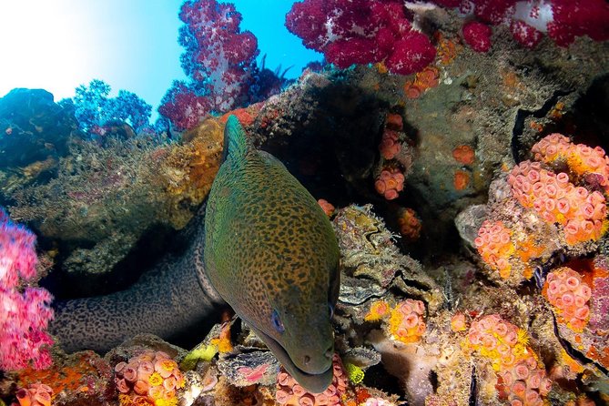 Scuba Dive the S.S. Yongala Wreck on the Great Barrier Reef. - A 7:00 am start and a long day on the water