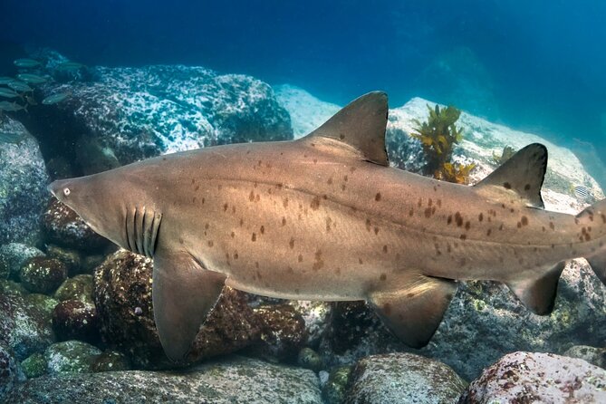 Scuba Dive With Grey Nurse Sharks in Bushrangers Bay - Two shore sessions at Bushrangers Bay