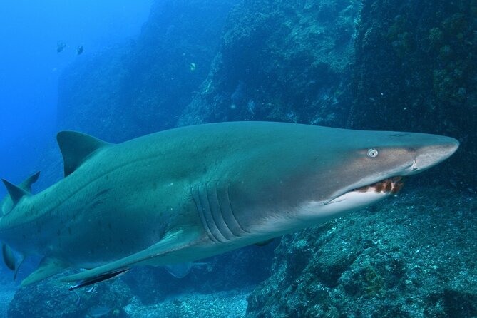 Scuba Dive With Grey Nurse Sharks in Bushrangers Bay - Is $247.45 a fair price?