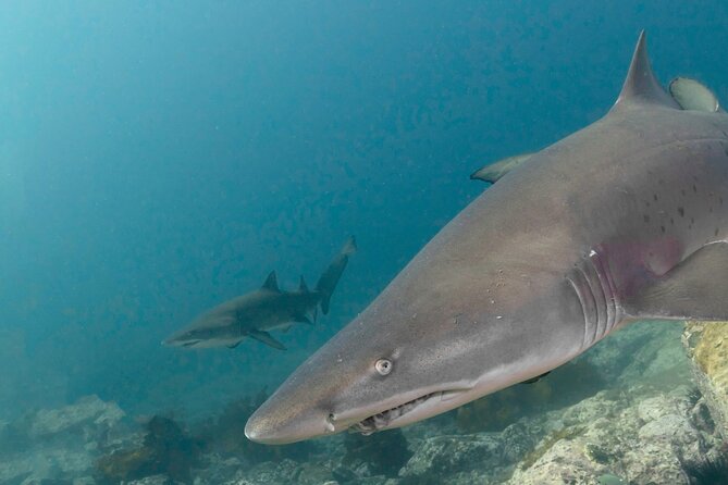 Scuba Dive With Grey Nurse Sharks in Bushrangers Bay - Meeting at Bondi at 6:30 am