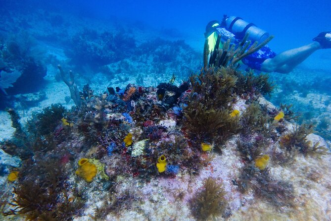 Scuba Diver Certification Course - Day two: practicing before leaving the island