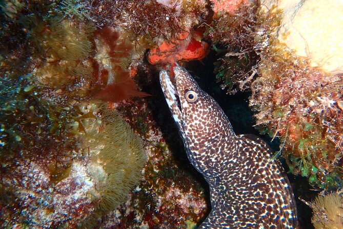 Scuba Diver Certification Course - What the instructors add to the experience