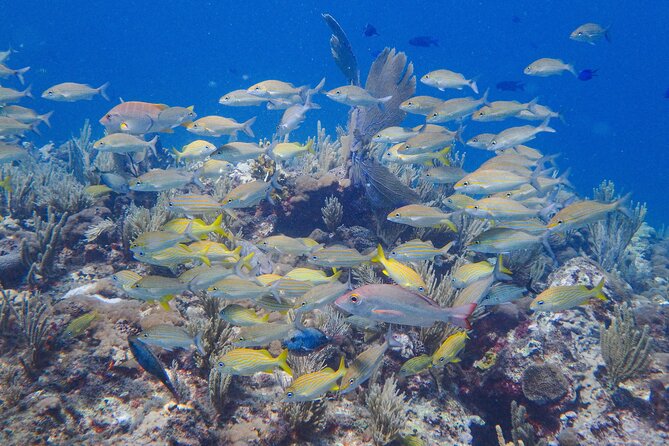 Scuba Diver Certification Course - What $430 buys you