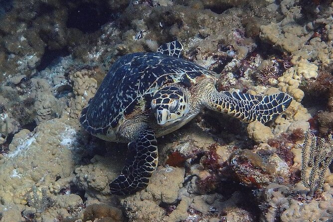 Scuba Diver Certification Course - What this certification allows, and what it does not