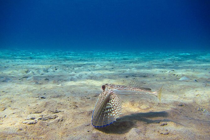 Scuba Diver Course - Day two: two sessions near the Akamas Peninsula