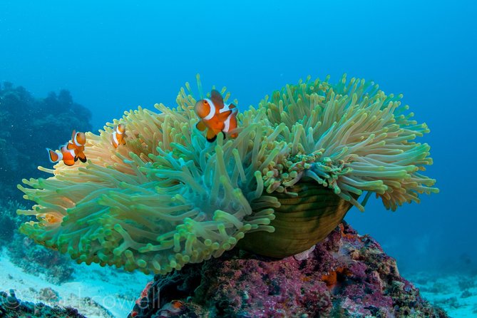 Scuba Diver Course (PADI) - What this two-day scuba course really gives you