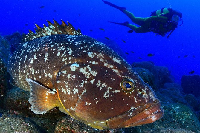 Scuba Diving - Key points to know before booking