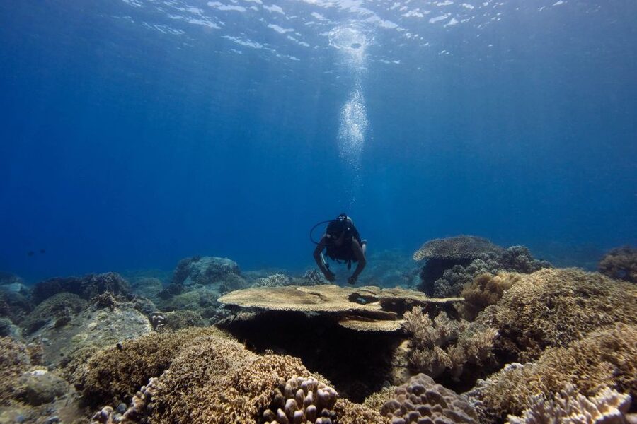 Scuba Diving 3 Islands Nha Trang Tour - Coral Bay 1: the main scuba session