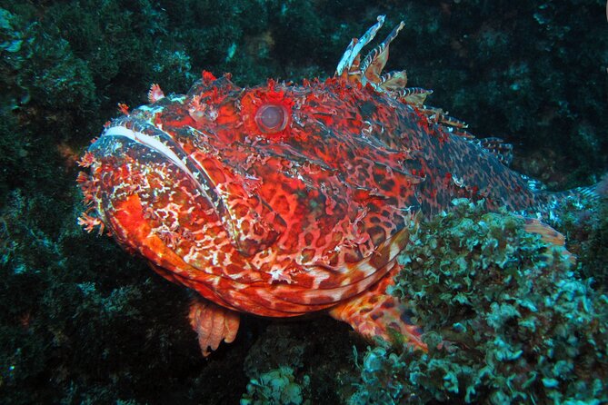 Scuba Diving - Choosing between Land’s End and the Corridor