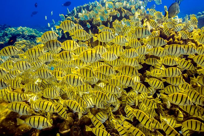 Scuba Diving - Gear, clothing, and the cost question