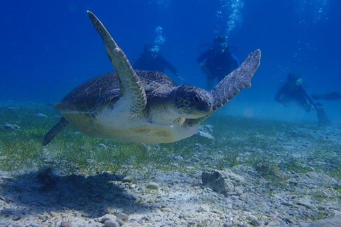 Scuba Diving Activity in Pernera - The value of $89.53 per person
