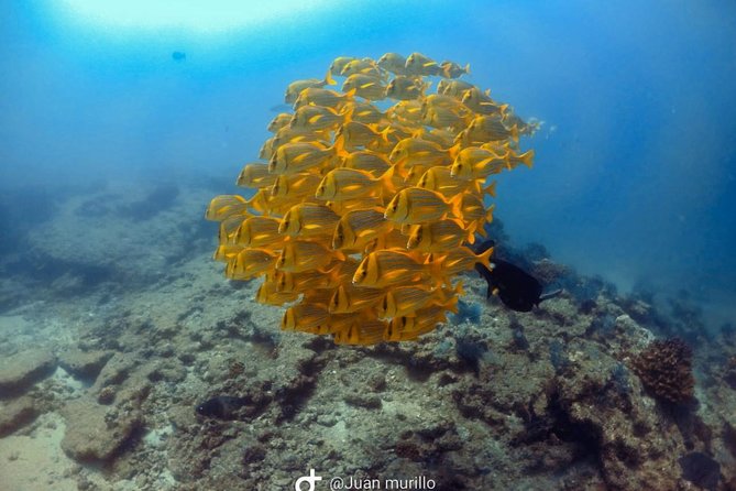 Scuba Diving adventure Cabo pulmo - Key points to know before booking