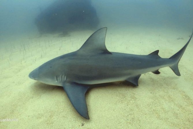 Scuba Diving adventure Cabo pulmo - Why Cabo Pulmo is worth the morning trip