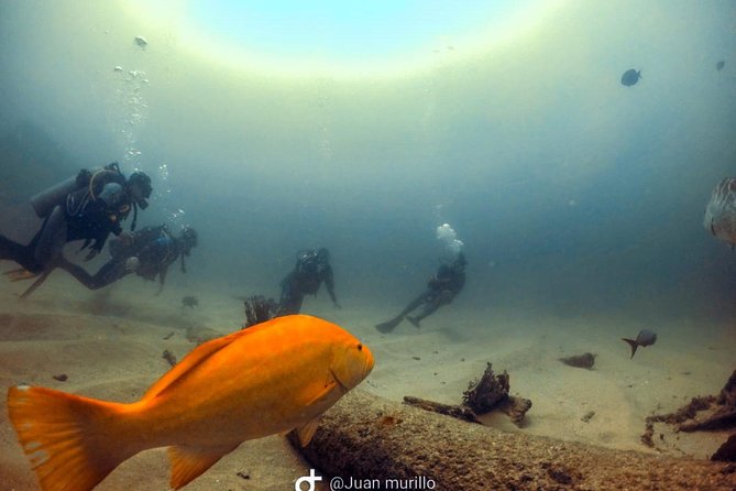 Scuba Diving adventure Cabo pulmo - Is $230 a fair price?