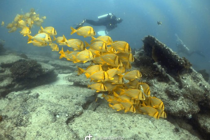 Scuba Diving adventure Cabo pulmo - Who will get the most from this outing