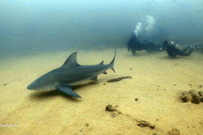 Scuba Diving adventure Cabo pulmo - What happens from the 8:00 am meeting time