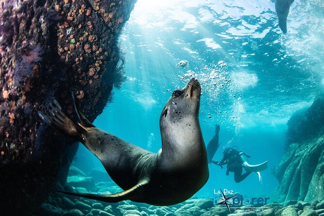 Scuba Diving Adventure in La Paz - Key points to know before booking