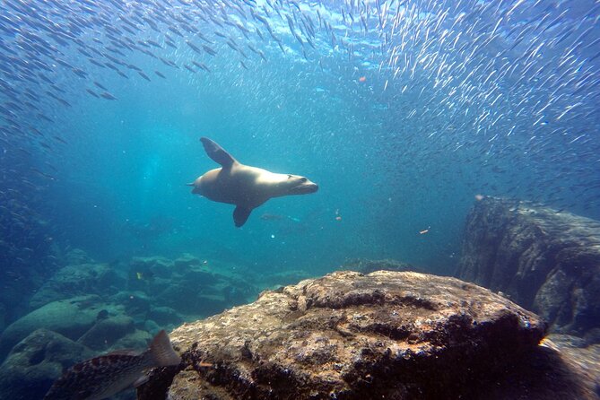 Scuba Diving Adventure in La Paz - Why Isla Espiritu Santo makes a strong day trip