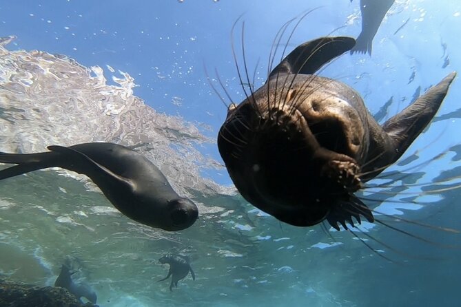 Scuba Diving Adventure in La Paz - Choosing sites around Isla Espiritu Santo