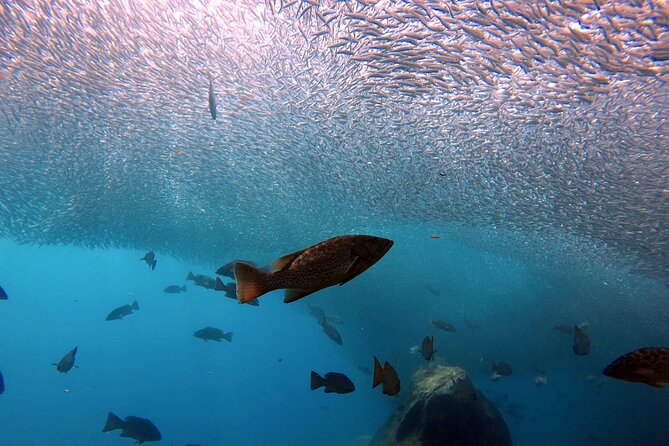 Scuba Diving Adventure in La Paz - Practical planning for the day
