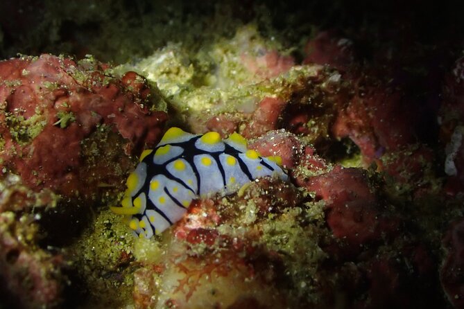 Scuba Diving Adventure in Musandam, Oman - Booking, weather, and cancellation details
