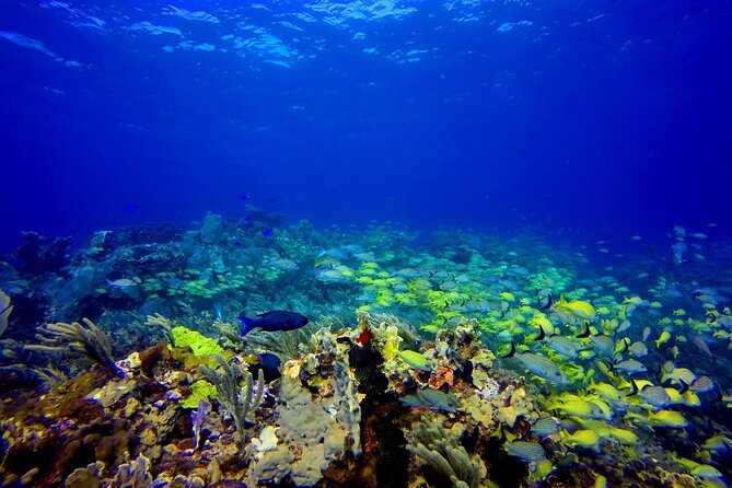 Scuba Diving Adventure WITHOUT CERTIFICATION! Try it today! - MUSA gives the first boat trip a clear purpose