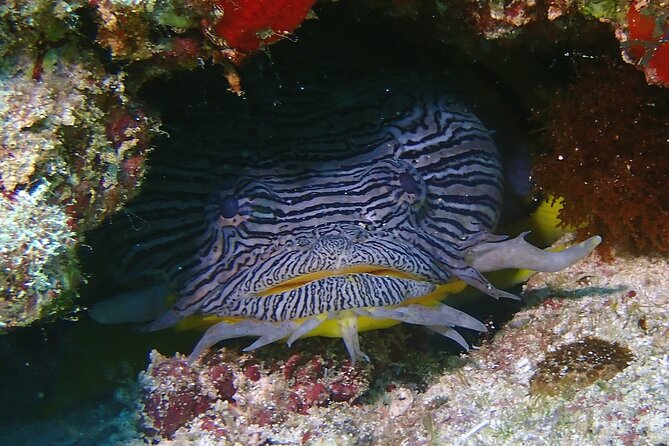 Scuba Diving Adventure WITHOUT CERTIFICATION! Try it today! - Why the instructor support matters